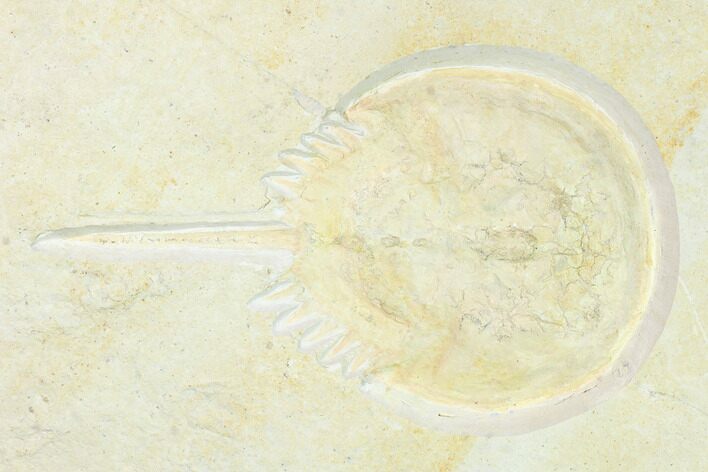 Horseshoe Crab (Mesolimulus) Fossil - Solnhofen Limestone #167850